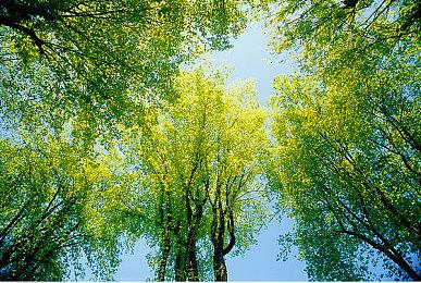 《阿凡达：潘多拉边境》8分钟演示 4070Ti显卡130帧